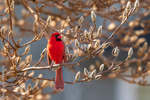 Cardinal In the Magnolia