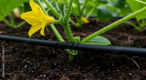 Cucumber Plant with Yellow Flower and Drip Irrigation System in Dark Soil Gardening Agriculture photo