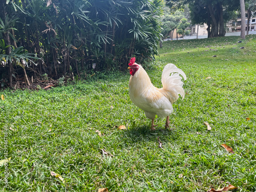 Free rooster walking in nature