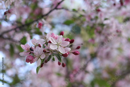 Wallpaper Mural Apple tree in full bloom. Beautiful pink flowers of ornamental apple tree with soft focus. Flowers close-up. Spring background. Blooming apple tree in the park. Peaceful nature background Torontodigital.ca
