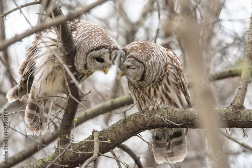 Canvas Print Barred Owls