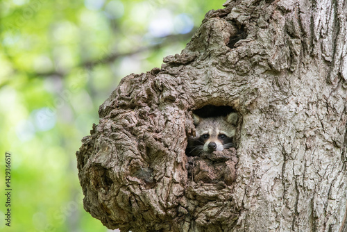 Raccoon