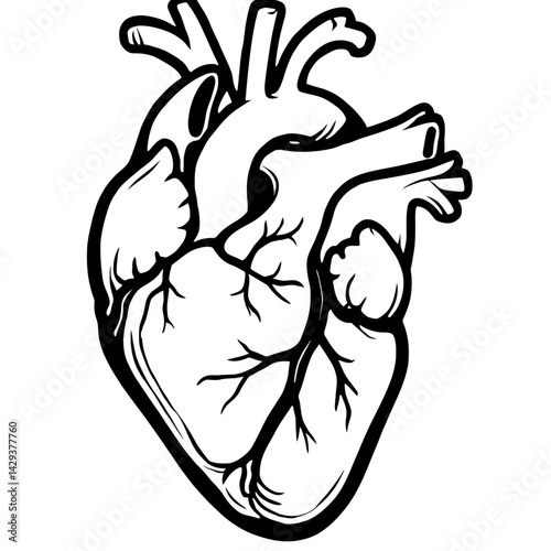 Vector illustration of a human heart with its chambers and major vessels in black and white. Represents anatomy, biology, and health.