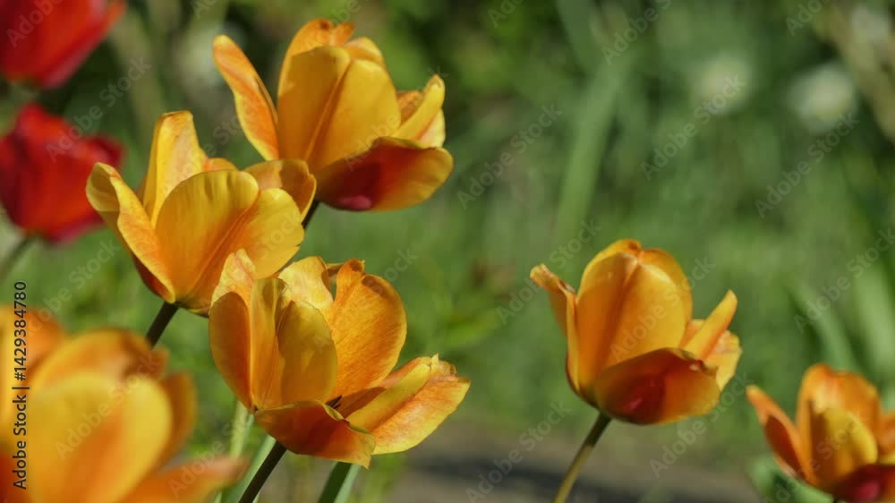 Yellow tulips in a spring park Yellow tulips in a spring park