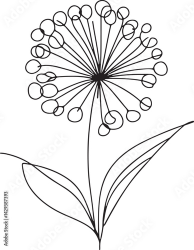 Allium Flower Botanical Line Illustration on White