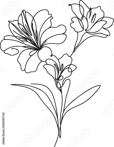 Alstroemeria Botanical Line Illustration on White