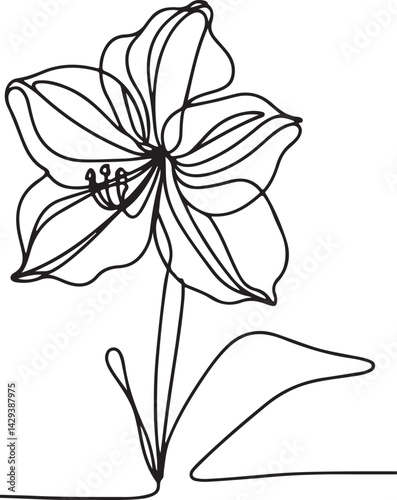 Simple Amaryllis Flower Outline on White Background