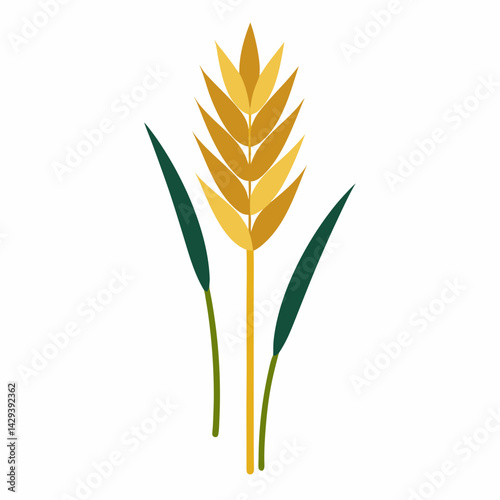 wheat ears isolated on white