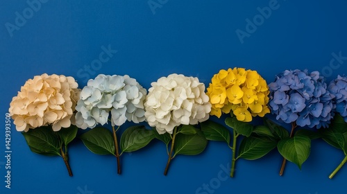Seven Colorful Hydrangea Flowers In A Row photo