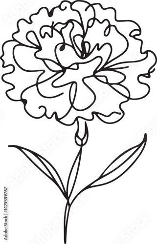 Carnation Flower Line Drawing on White Background