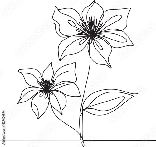 Clematis Flower Line Drawing on White Background