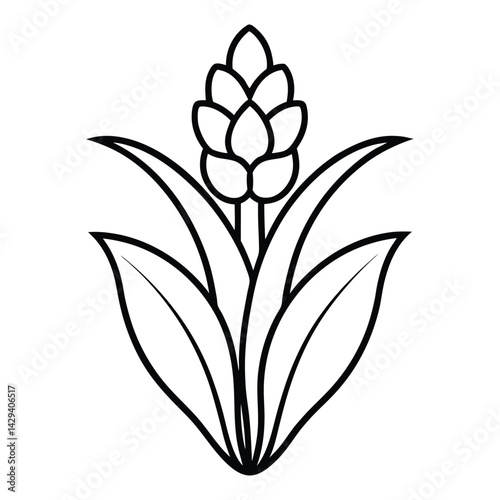 dutch hyacinth flower line art vector on white background 