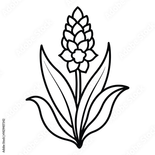 dutch hyacinth flower line art vector on white background