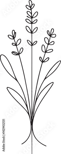 Lavender flower sketch on clean white background