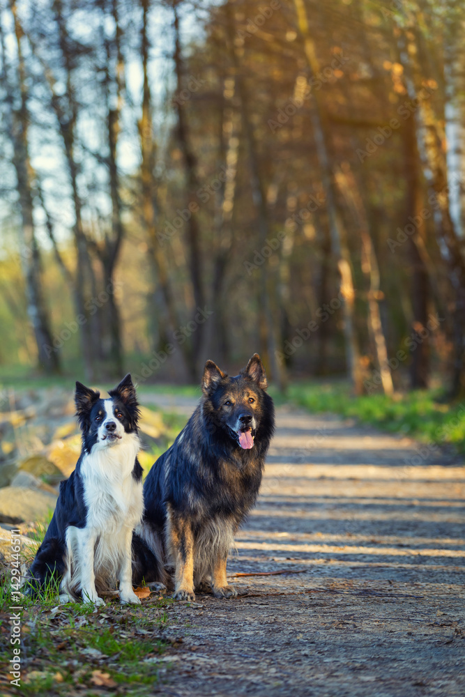 Psy rasowe z rodowodem, pies domowy, owczarek niemiecki i Border collie, portret pieska, ujęcie z przodu