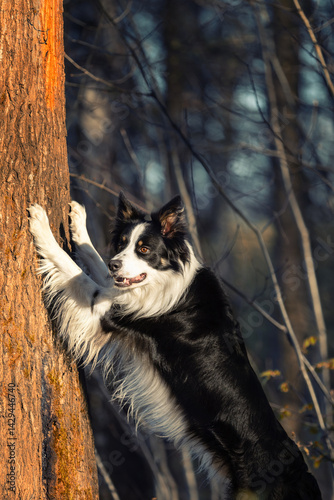 Psy rasowe z rodowodem, pies domowy, Border collie, portret pieska, ujęcie z przodu