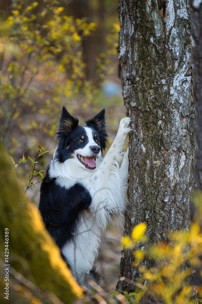 Psy rasowe z rodowodem, pies domowy, Border collie, portret pieska, ujęcie z przodu