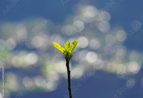 spring flowers on blue background