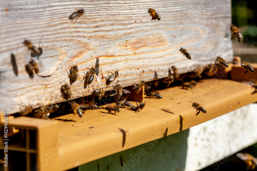 Apiculture - Abeille mellifère sur le plateau d'envol d'une   ruche photo