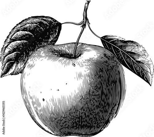 Detailed vintage black and white illustration of an apple with leaves in sketch style. Vector illustration