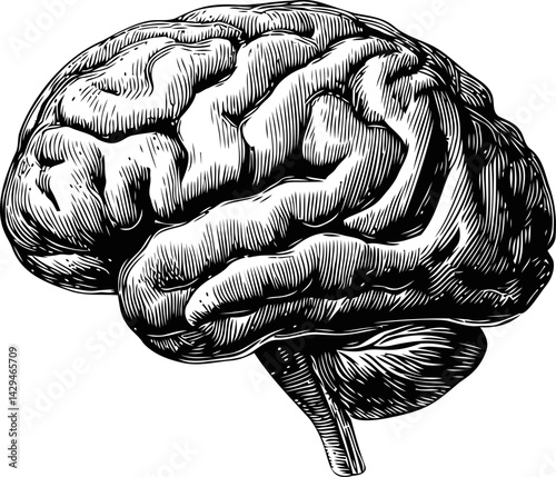 Detailed black and white illustration of a human brain sketch design. Vector illustration