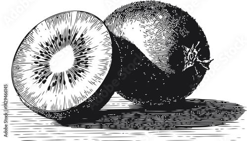 Black and white illustration of a whole and sliced kiwi fruit sketch. Vector illustration