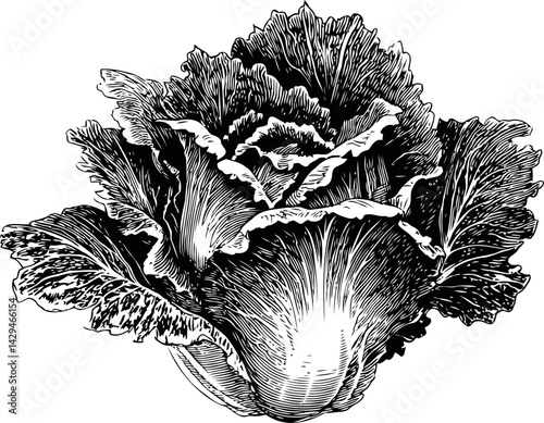 Detailed black and white illustration of a cabbage with intricate leaf patterns in sketch style. Vector illustration