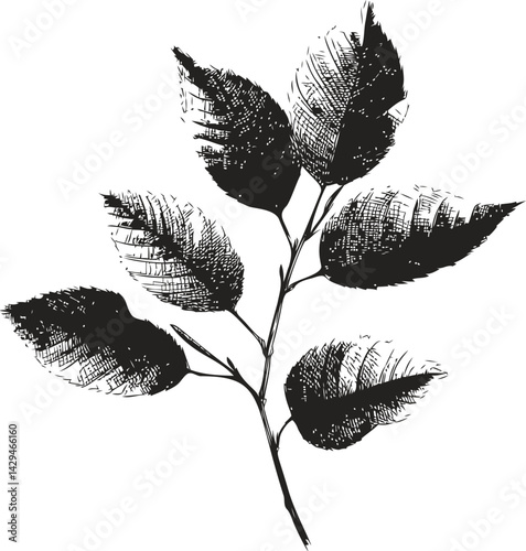 Black and white sketch of a detailed leafy branch illustration. Vector illustration
