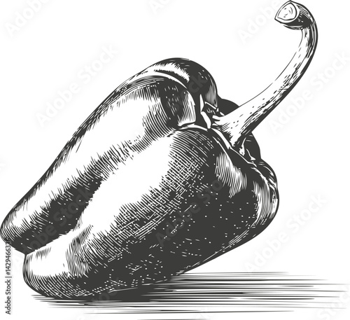 Detailed black and white illustration of a bell pepper sketch. Vector illustration