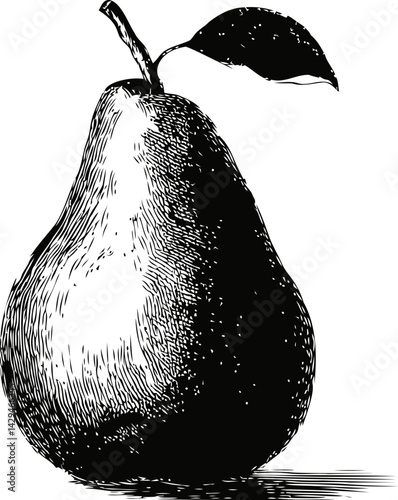 Detailed black and white sketch of a pear with leaf. Vector illustration