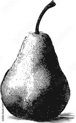 Black and white illustration of a detailed pear with intricate texture in sketch style. Vector illustration