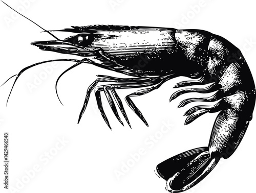 Detailed black and white shrimp illustration in pen and ink style. Vector illustration