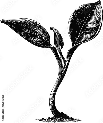 Black and white illustration of a young plant sprouting from soil in sketch style. Vector illustration