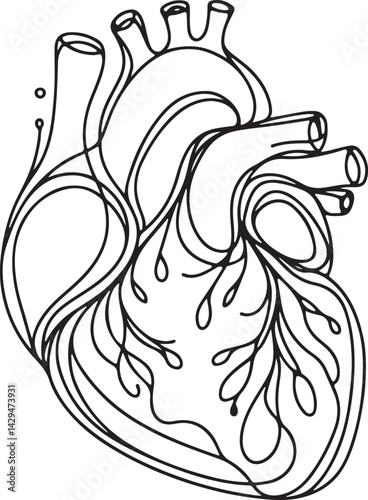 detailed heart organ anatomy line drawing for medical use