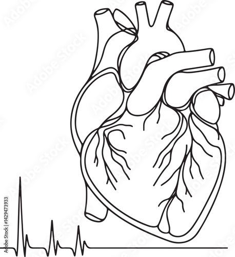 anatomical human heart organ line art medical illustration