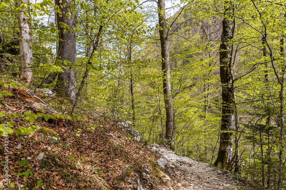 Fototapeta premium Picturesque path in the spring alpine forest