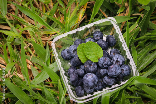Arándanos morados y redondeados