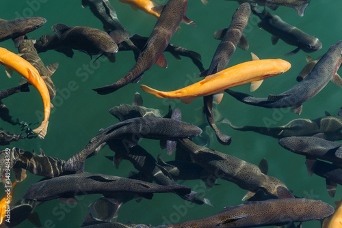 Cuadro en lienzo flock of fish on fish farm, rainbow trout and amber trout underwater closeup vie
