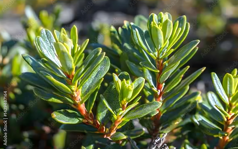 Obraz premium Vibrant Green Shrub Close Up Detailed Photography