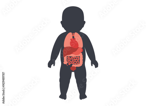 Internal organs of the child
