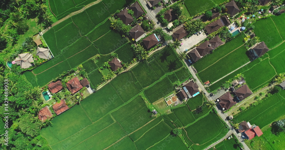 Aerial view of vibrant green rice fields and traditional houses with red roofs, surrounded by tropical vegetation and pathways. Top down drone flight over Bali island landscape. Natural background