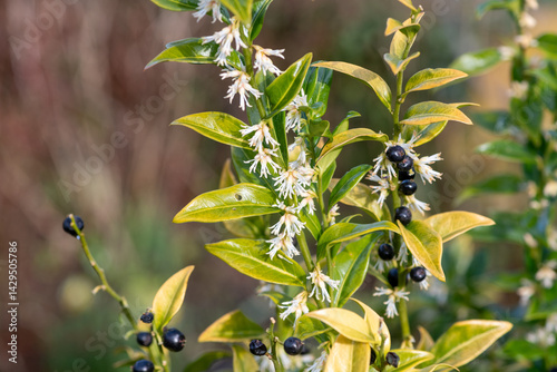 Close up of flowers on a sweet box (sarcococca confusa) shrub photo