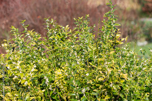 Close up of flowers on a sweet box (sarcococca confusa) shrub