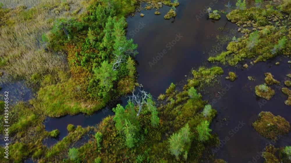 The marshes of Karelia. Bird's-eye view of a natural swamp from above, against the background of wild nature, Russia. Peat bog in autumn. Bird's-eye view of the forest river flowing through the swamp The marshes of Karelia. Bird's-eye view of a natural swamp from above, against the background of wild nature, Russia. Peat bog in autumn. Bird's-eye view of the forest river flowing through the swamp