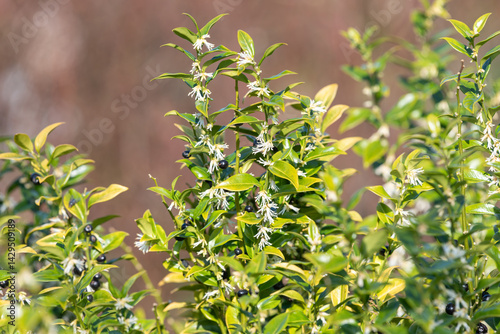 Close up of flowers on a sweet box (sarcococca confusa) shrub