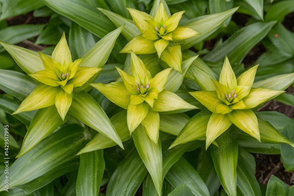 Obraz premium Stunning Star-Shaped Yellow Flowers in Lush Green Foliage