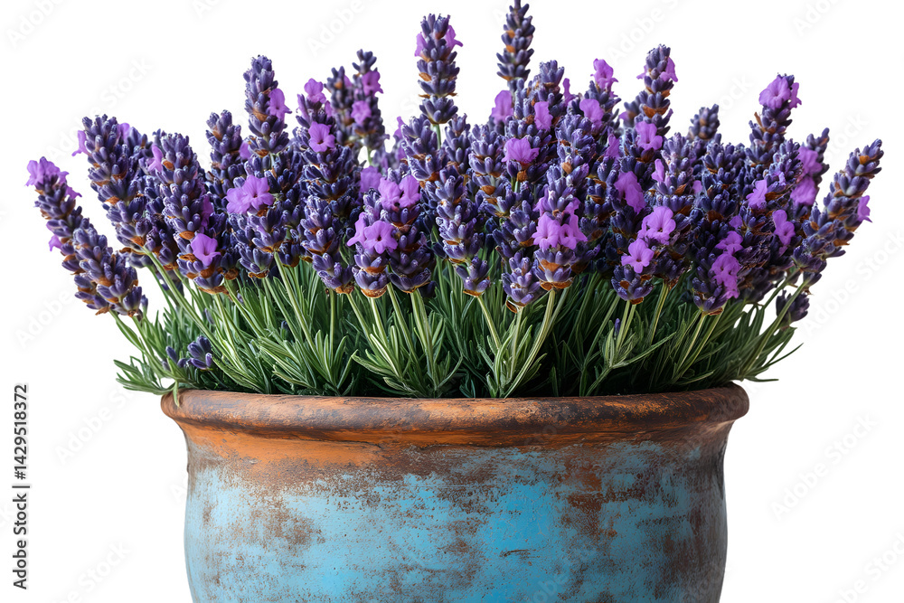 Fototapeta premium Lavender flowers in a rustic pot purple blooms herb botanical home decor garden