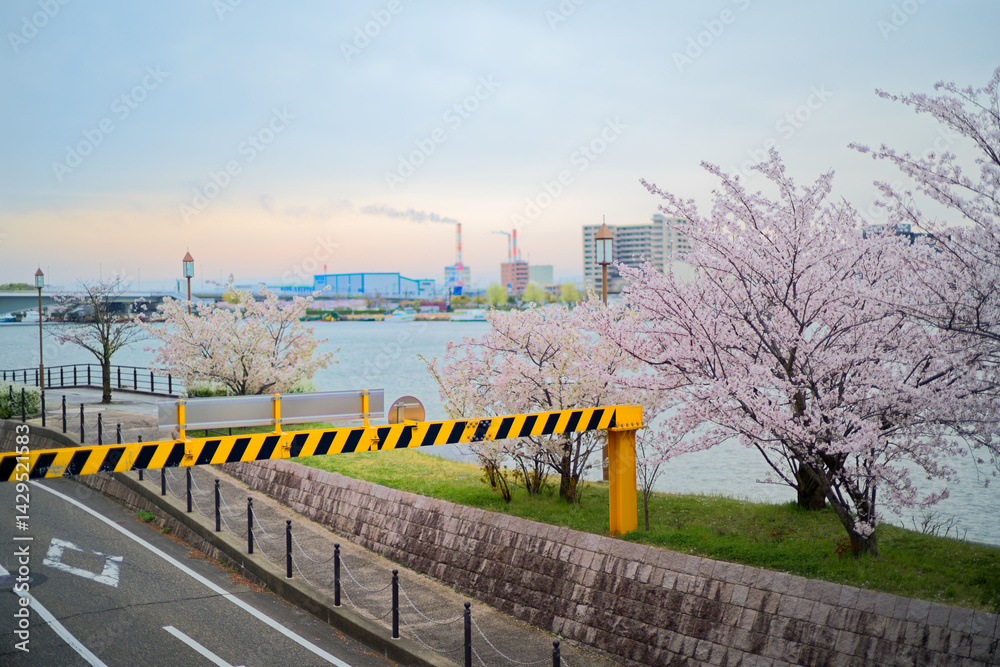 信濃川沿いの桜