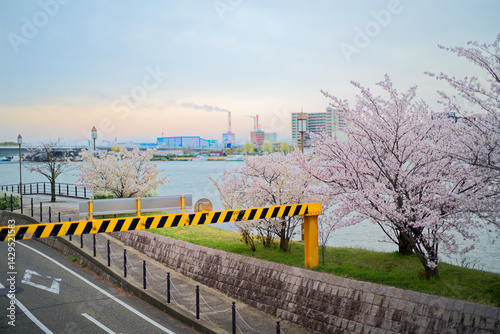 信濃川沿いの桜