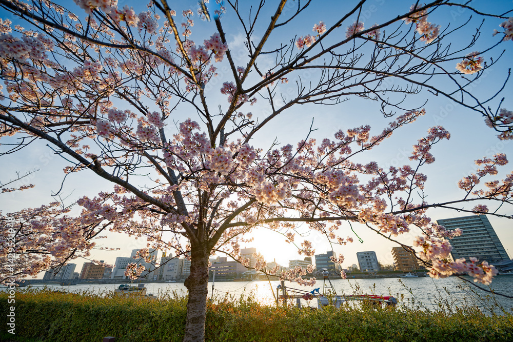 信濃川沿いの桜